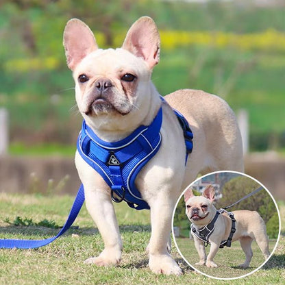 chien avec harnais anti traction pour chien bleu