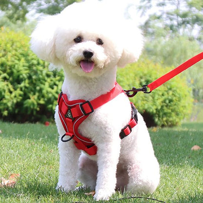 chien avec harnais anti traction pour chien