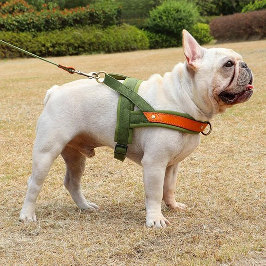 chien avec harnais chien anti traction