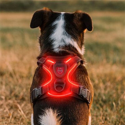 chien avec harnais lumineux chien