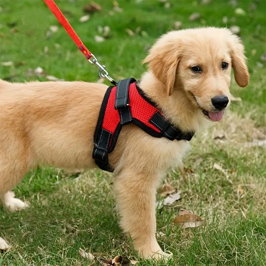 chien avec harnais pour chien