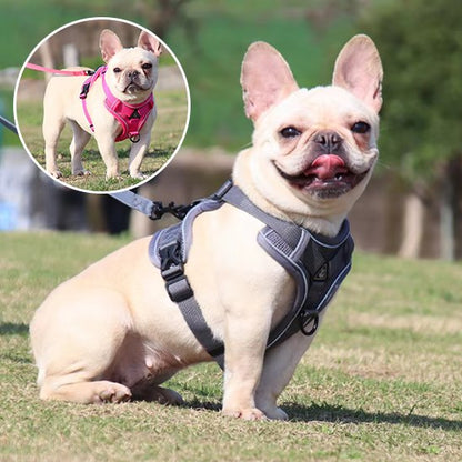 chien balade avec harnais anti traction pour chien