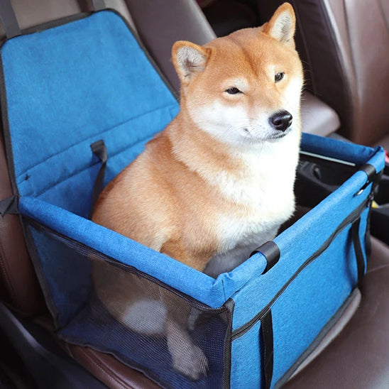 chien confortable dans siege auto pour chien