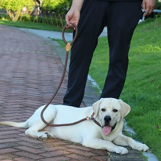 chien couché avec laisse chien