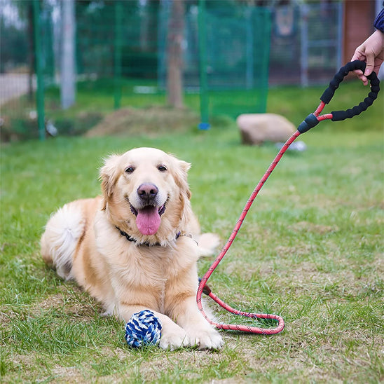 chien couche avec laisse pour chien
