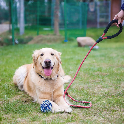 chien couche avec laisse pour chien