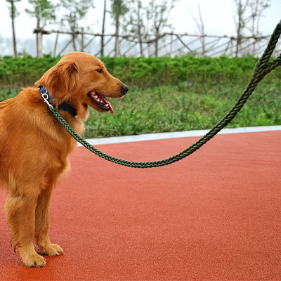 chien debout avec laisse pour chien tresse