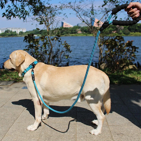 chien debout avec laisse pour chien