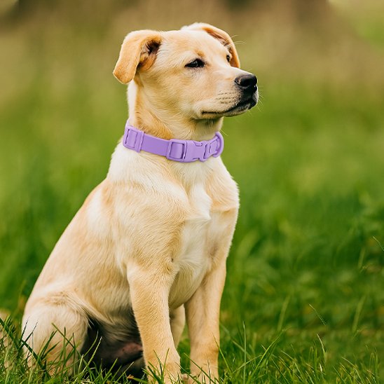 chien en nature avec collier chien