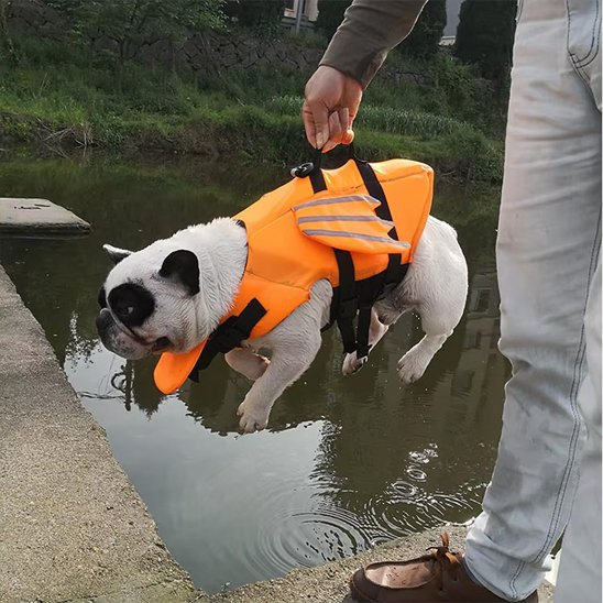 chien gilet de sauvetage avec poignée