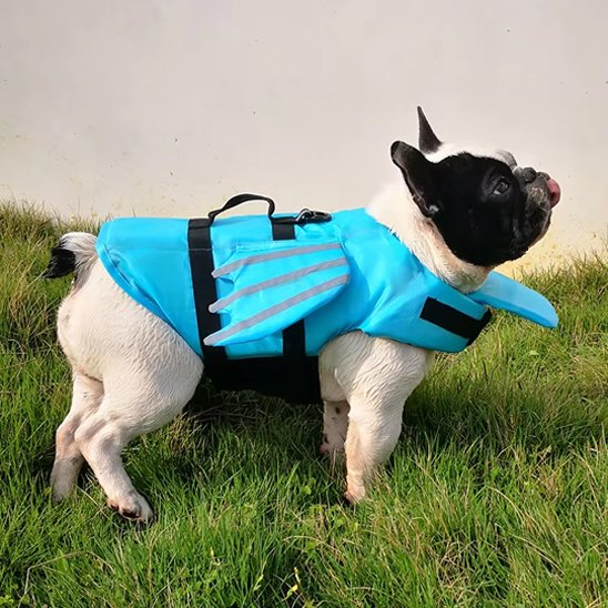chien gilet de sauvetage pour piscine