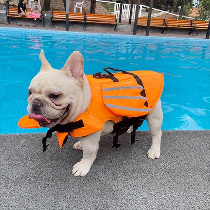 chien gilet de sauvetage sécurité aquatique