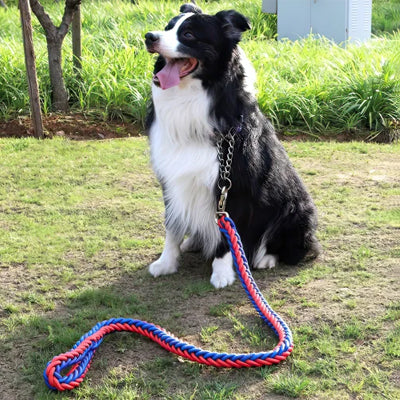 chien heureux avec laisse pour chien