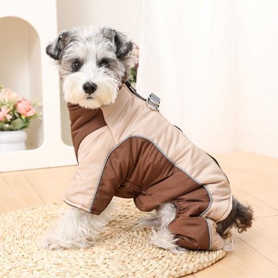 chien manteau style pour promenade