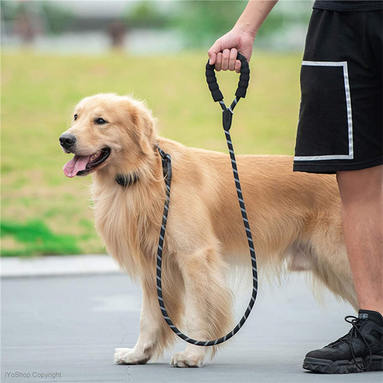 chien marche avec laisse pour chien
