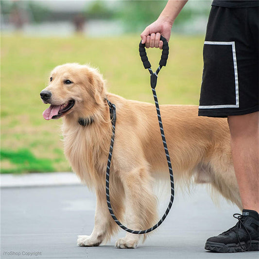 chien marche avec laisse pour chien