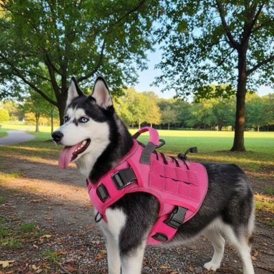 chien parc avec harnais anti traction chien