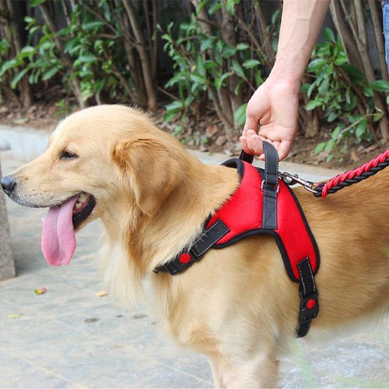 chien retenu par harnais pour chien