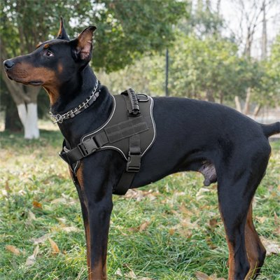 chien serein avec chien harnais