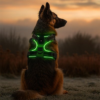 chien soir avec harnais lumineux chien