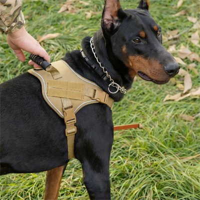 chien tire avec chien harnais
