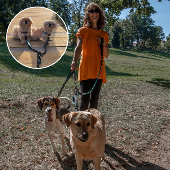 chiens heureux avec double laisse pour chien