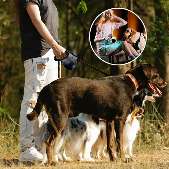 chiens retenus par laisse pour chien enrouleur