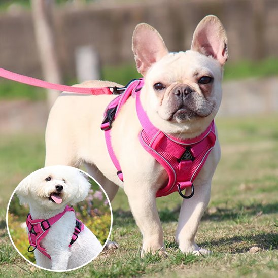 chiot avec harnais anti traction pour chien