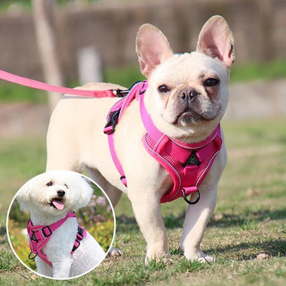 chiot avec harnais anti traction pour chien