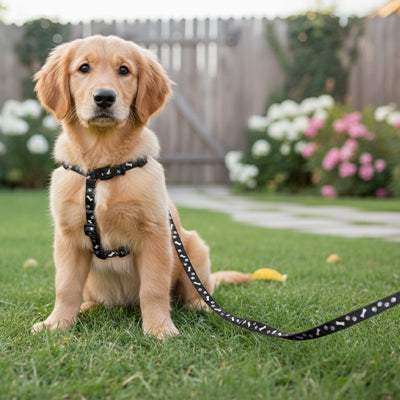 chiot avec laisse pour chien noir