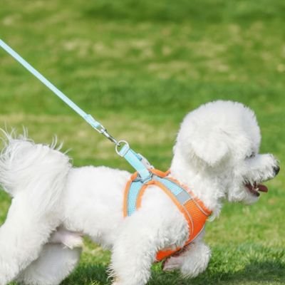 chiot harnais confort balade