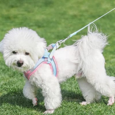 chiot harnais facile utilisation