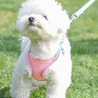 chiot harnais léger ajustable