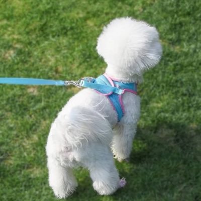 chiot harnais respirant extérieur