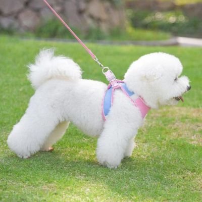 chiot harnais sécurité promenade