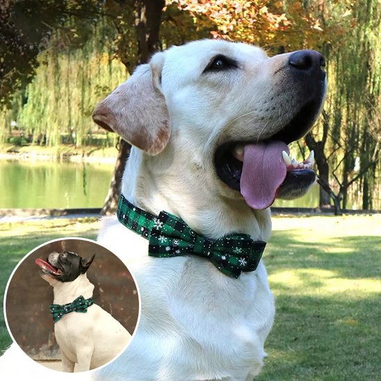 collier chien ajustable confort quotidien