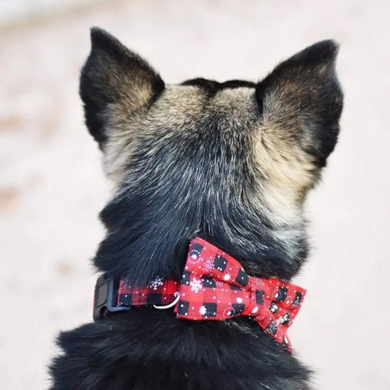 collier chien ajustable solide