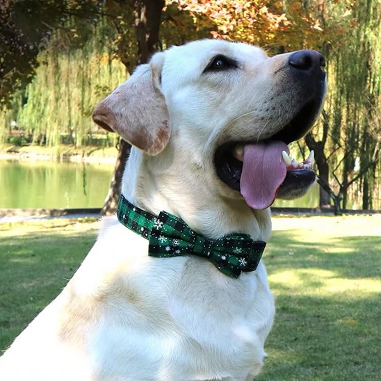 collier chien classique durable