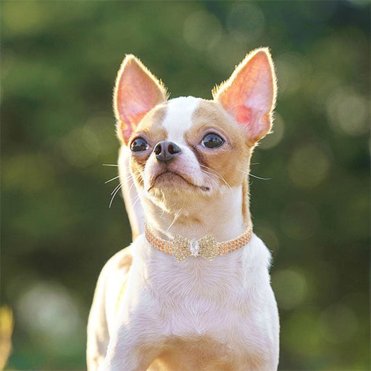 collier chien confort sécurité balade