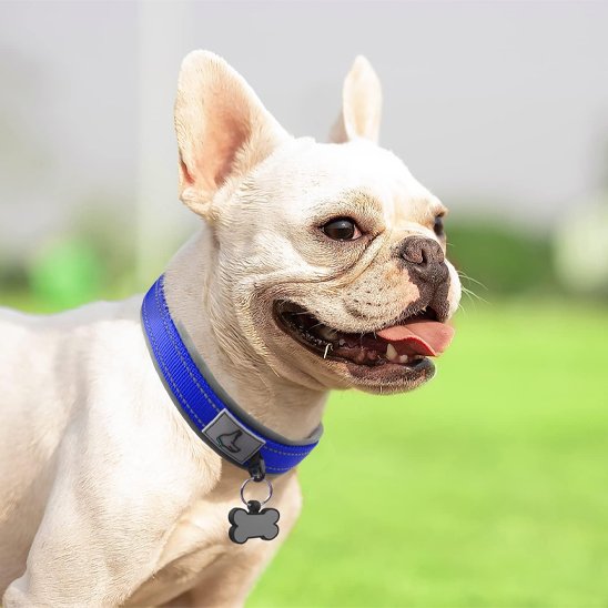 collier chien confort sécurité utilisation