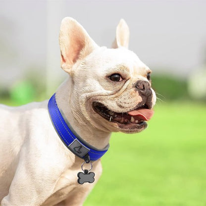collier chien confort sécurité utilisation