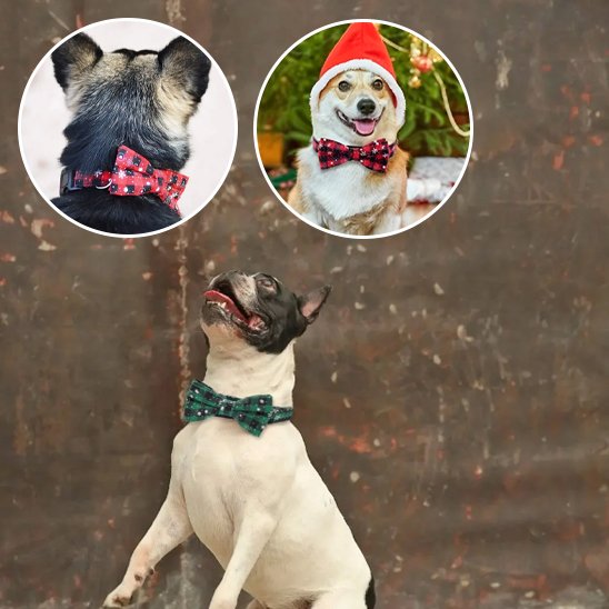 collier chien confort sécurité 