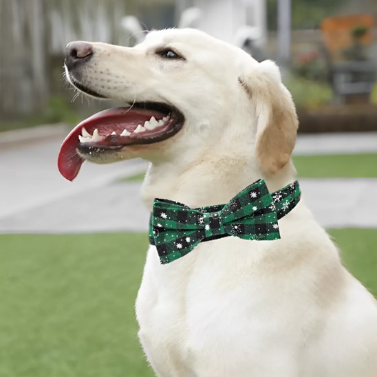 collier chien confort usage régulier