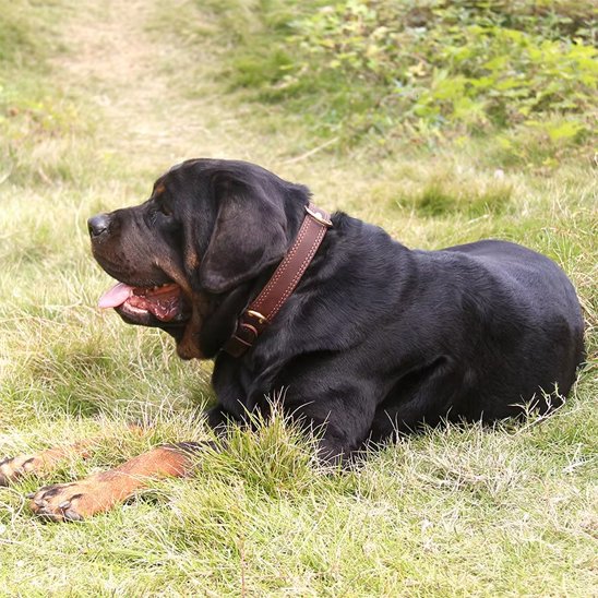 collier chien cuir artisanal finition soignée
