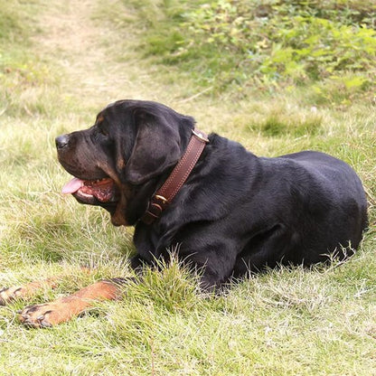 collier chien cuir artisanal finition soignée