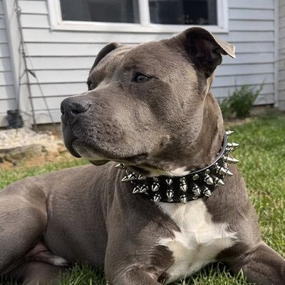 collier chien cuir boucle solide sécurité