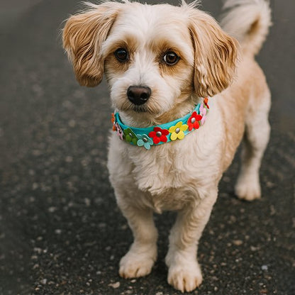 collier chien cuir classique durable