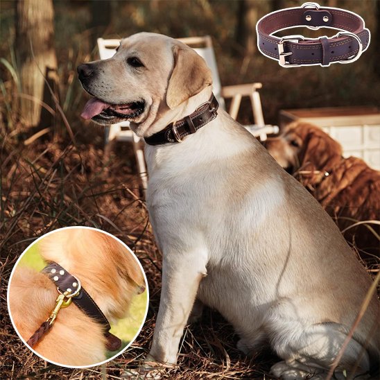 collier chien cuir confortable ajustable