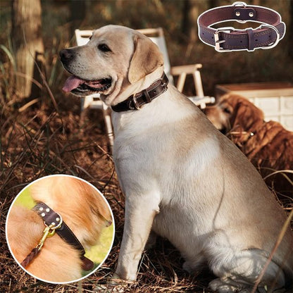 collier chien cuir confortable ajustable