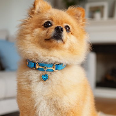 collier chien cuir confortable ajustable